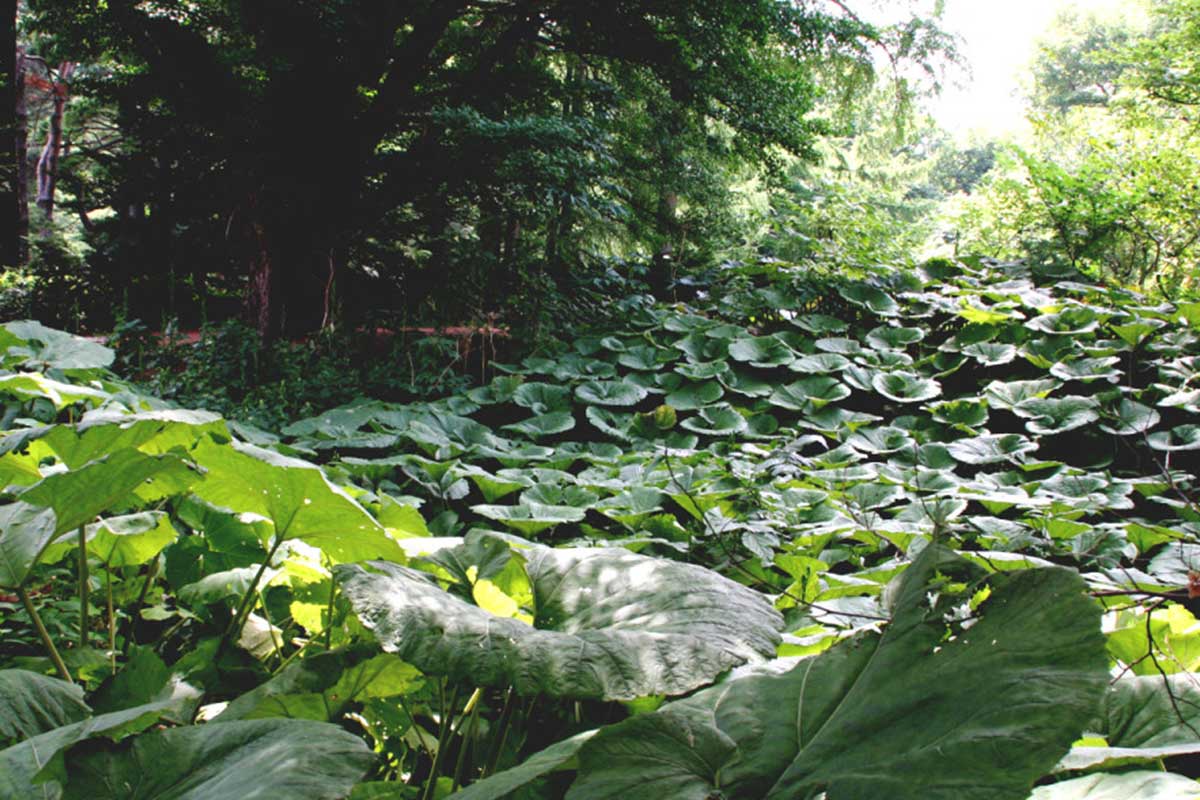 Botanic Garden of Hokkaido University