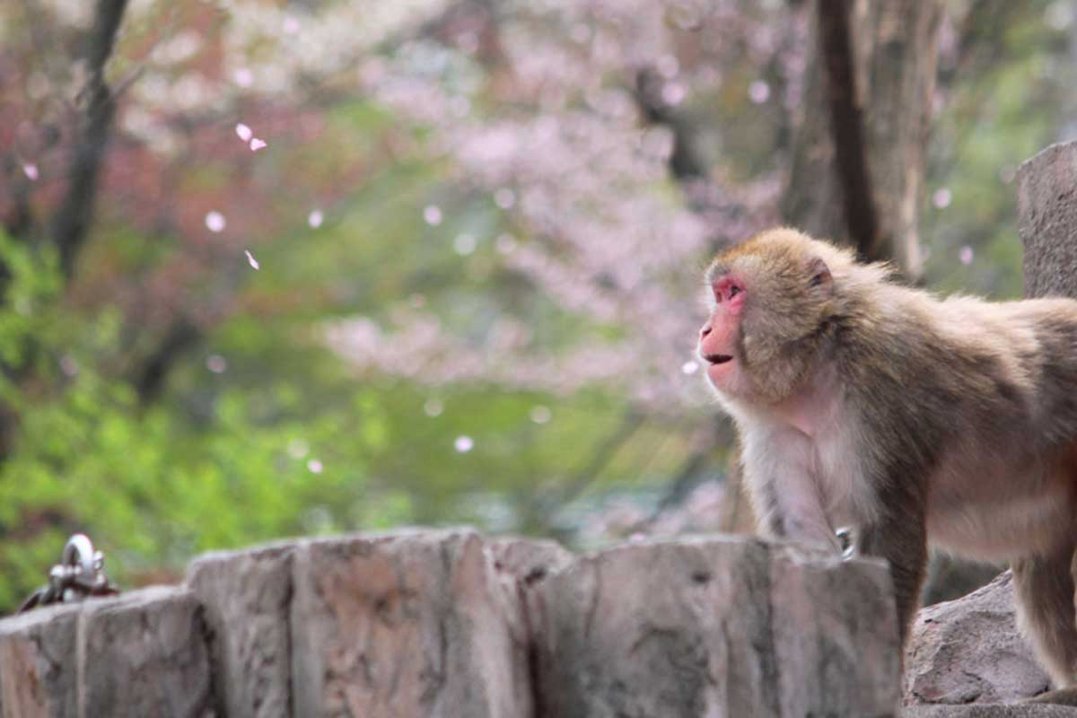 Maruyama Zoo