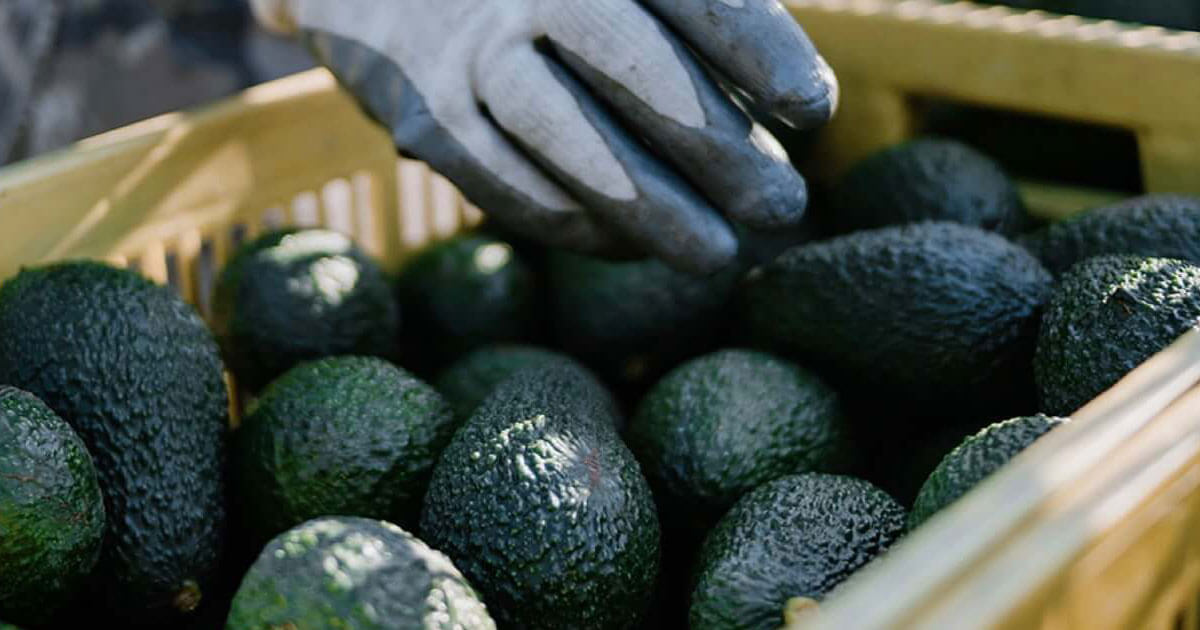 Avocado Rwanda The Rwandan avocado is a sign of logistical excellence - DP World - CNN