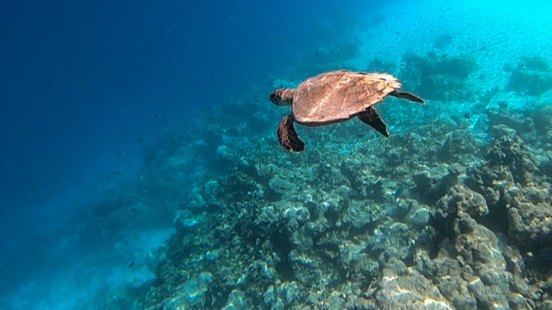 Safari Snorkelling