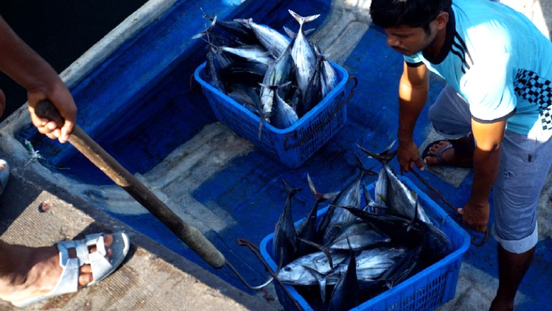 Fishing and the fish market