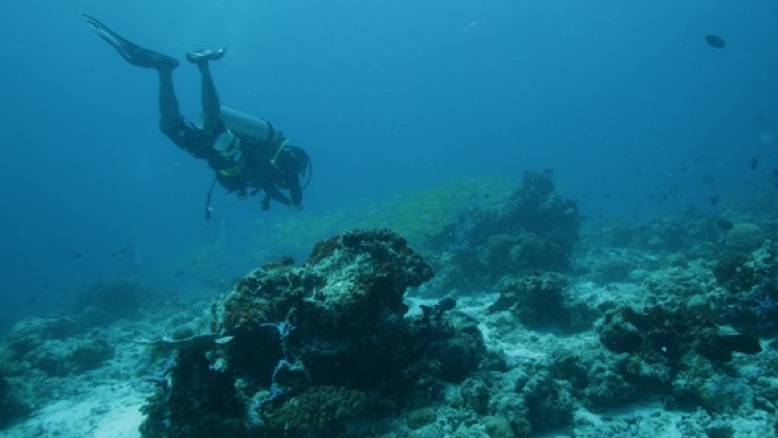 Diving in North Male Atoll