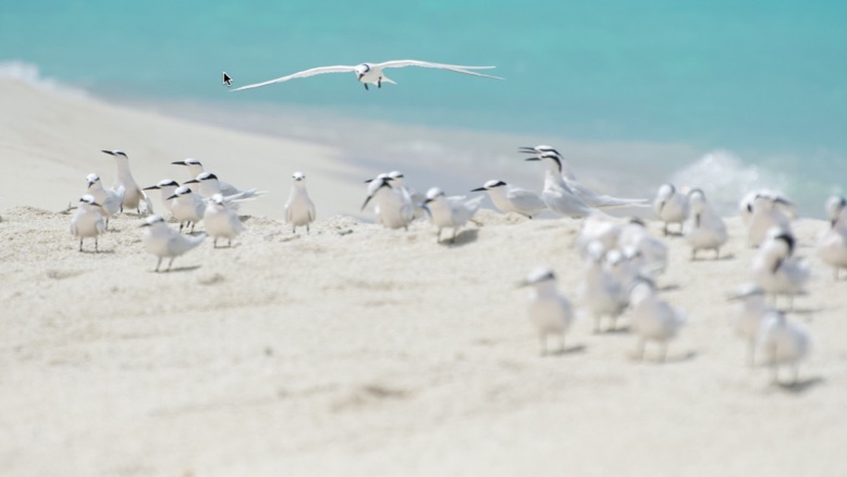 Sandbanks of Thulusdhoo