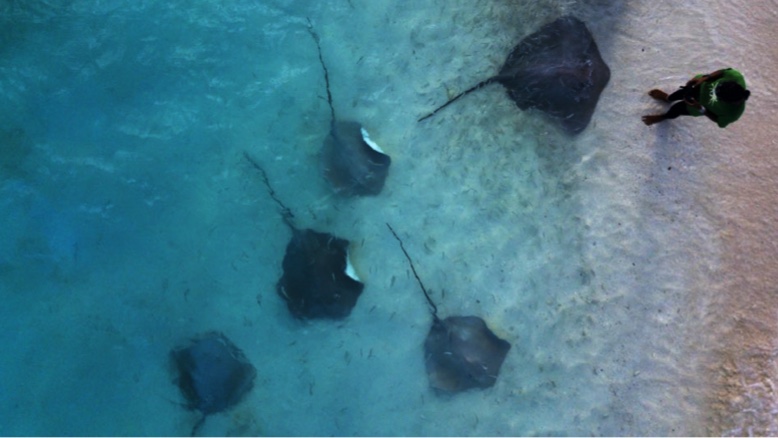 Stingray Safari