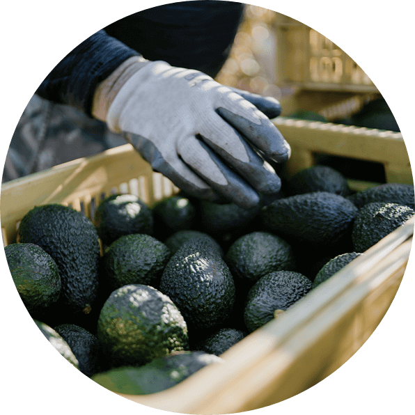 Why the Success of the Rwandan Avocado is a Sign of Logistical Excellence