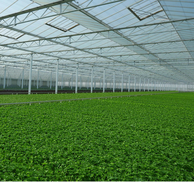 How farming got smart in Abu Dhabi