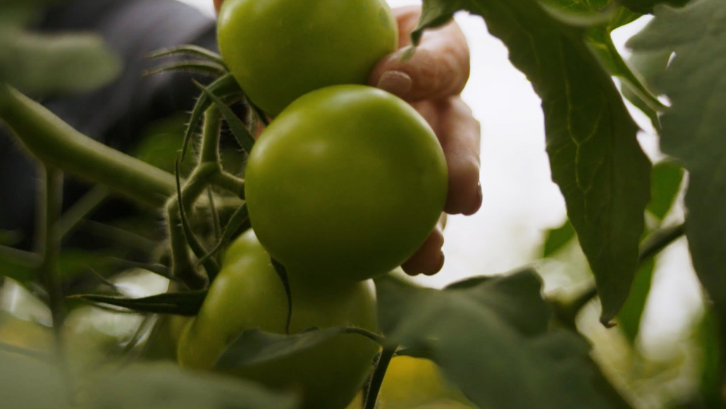 Abu Dhabi: Feeding the future