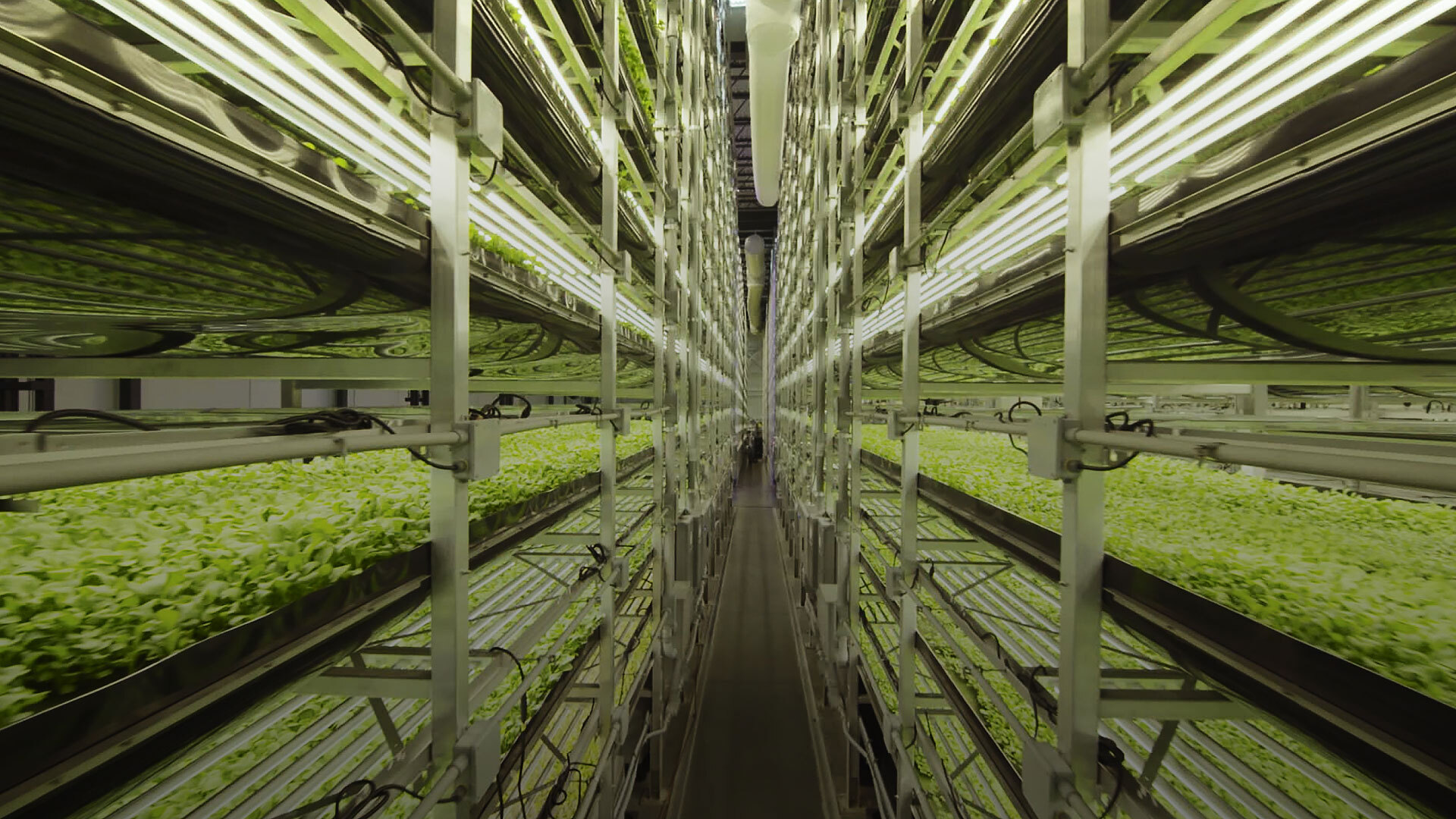 The innovative agricultural practices cultivating an abundant, food-filled future